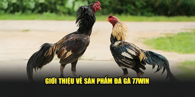 Khám phá thông tin đầy thú vị về sảnh cược Đá gà 23WIN