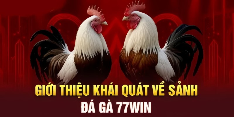 Tìm hiểu các hình thức Đá gà 23WIN siêu uy tín, chất lượng